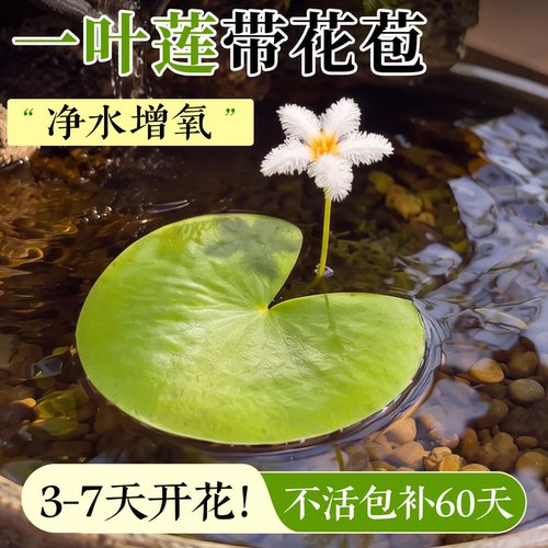 一叶莲水培带花苞浮萍水草植物