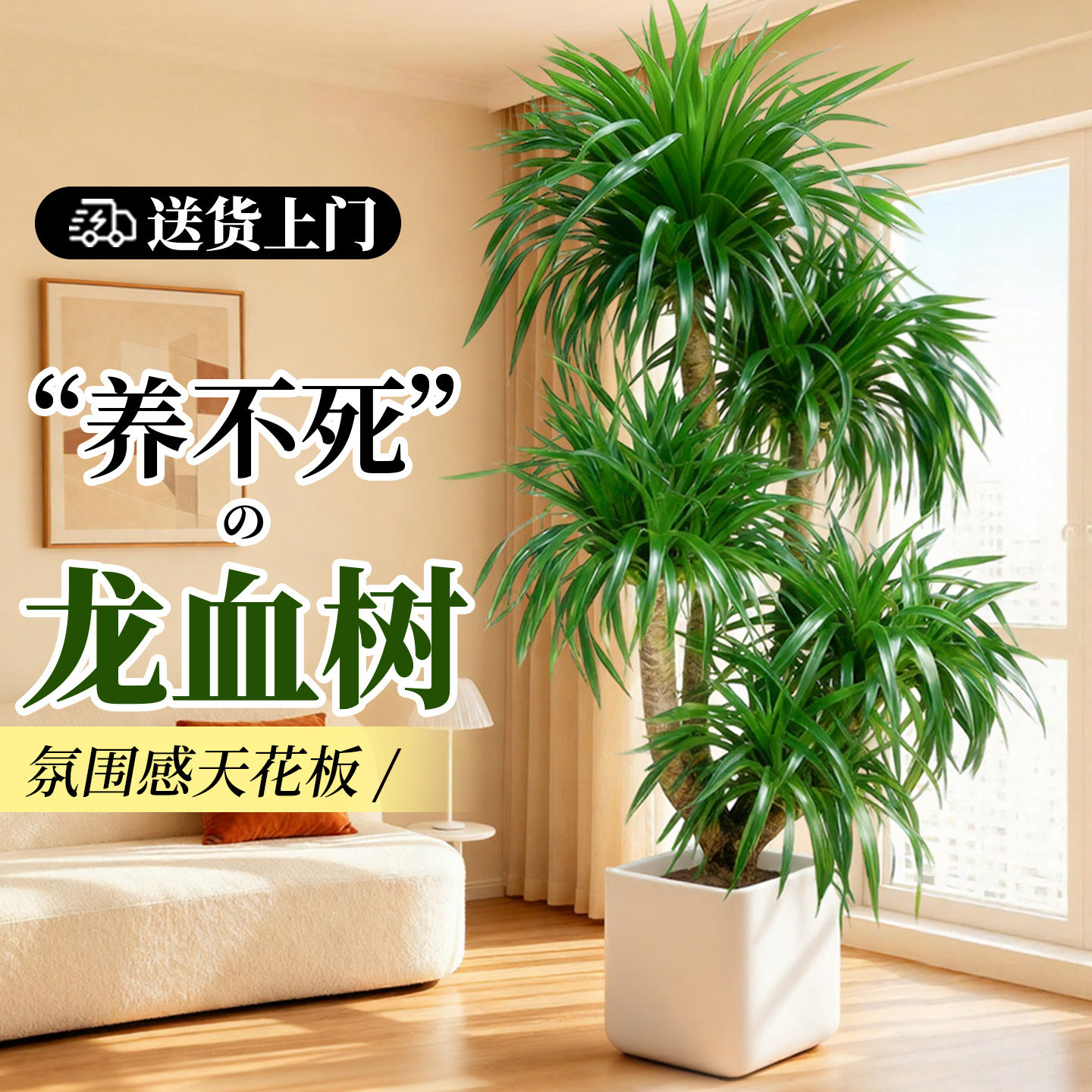 龙血树客厅绿植高级感室内大型轻奢盆栽龙须树办公室植物四季好养