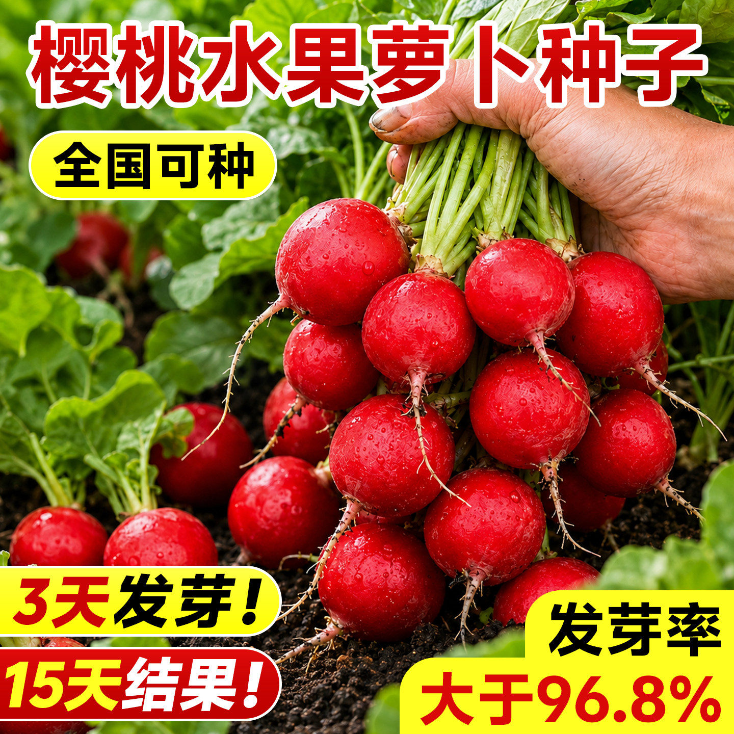 水果樱桃萝卜7天发芽三周开吃图片