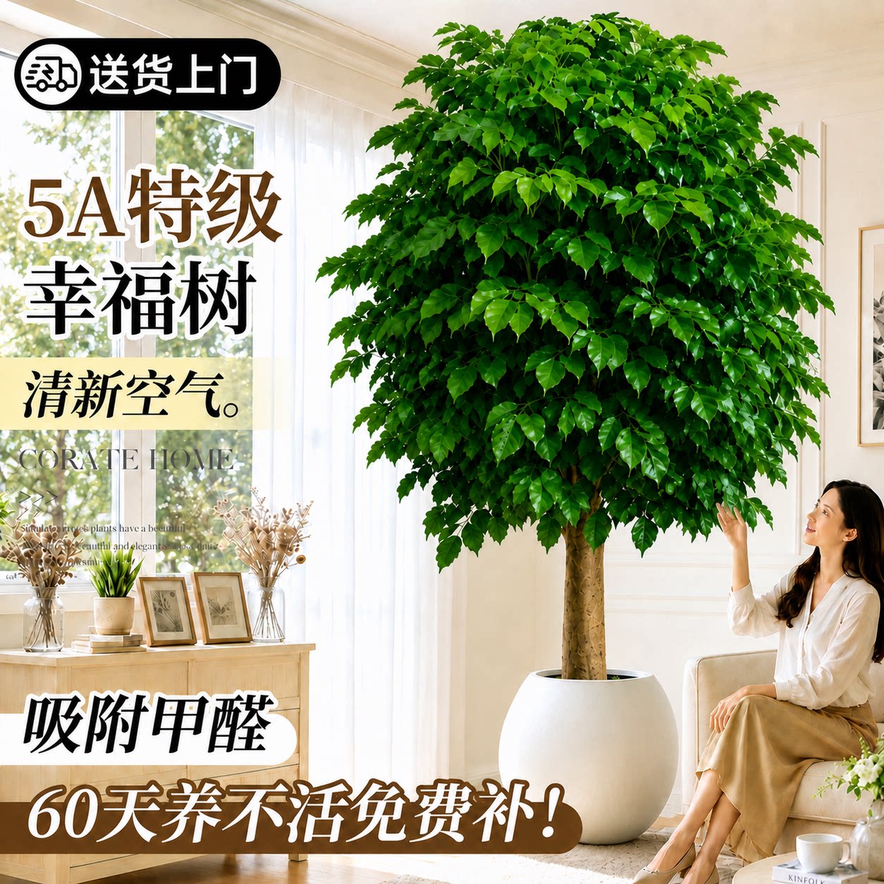 幸福树客厅大盆栽绿植平安树室内落地大型高级盆景四季常青好养活