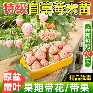 白草莓苗盆栽带土四季奶油草莓秧苗种籽子粉玉雪兔可食用阳台种植