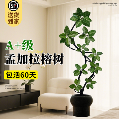 「包活60天」A+级造型孟加拉榕树