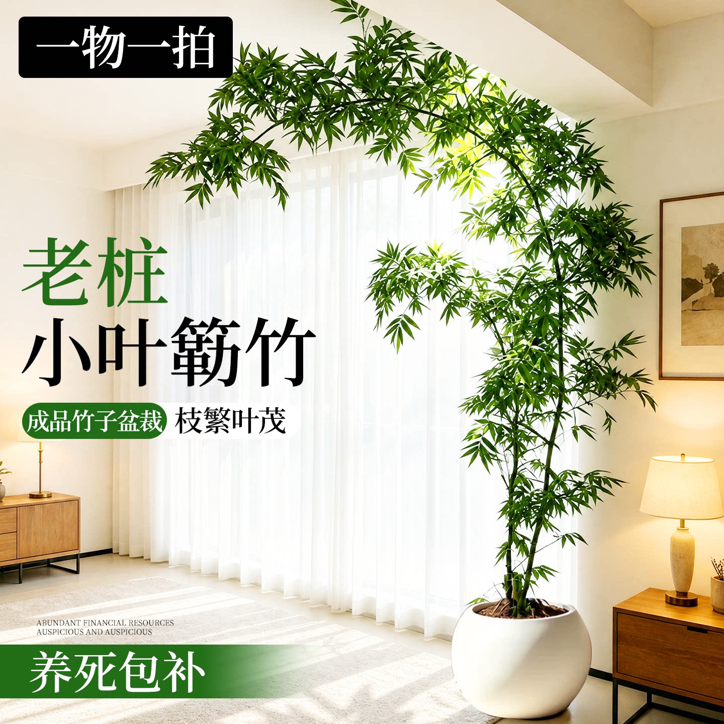 精品小叶簕竹成品盆景老桩竹子盆栽室内办公室四季好养客厅绿植物