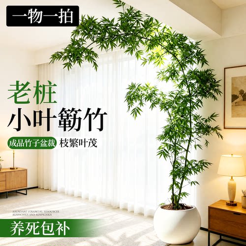 【A+带根老桩】小叶簕竹收到即赏