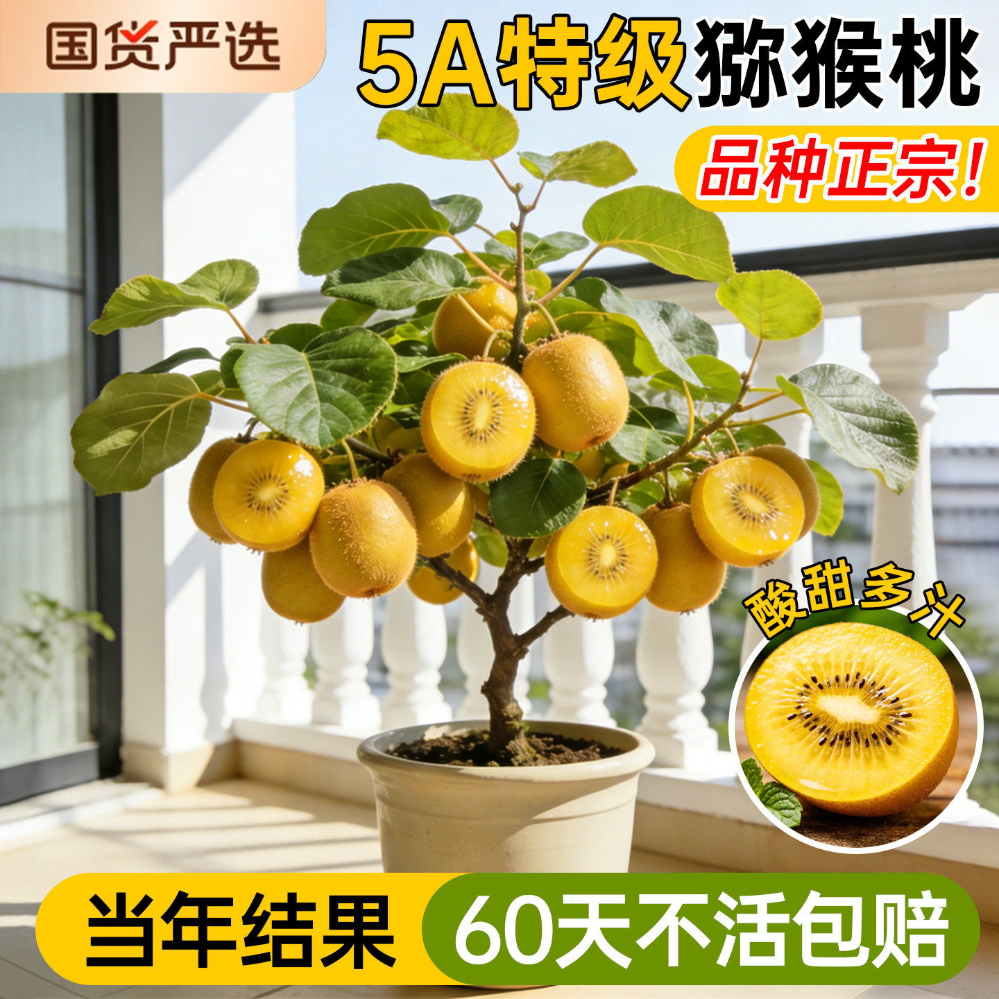 5A猕猴桃树果苗当年结果不活包补图片