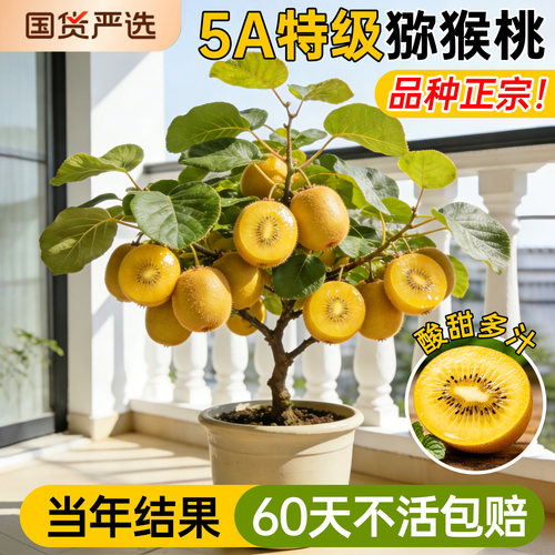5A猕猴桃树果苗当年结果不活包补