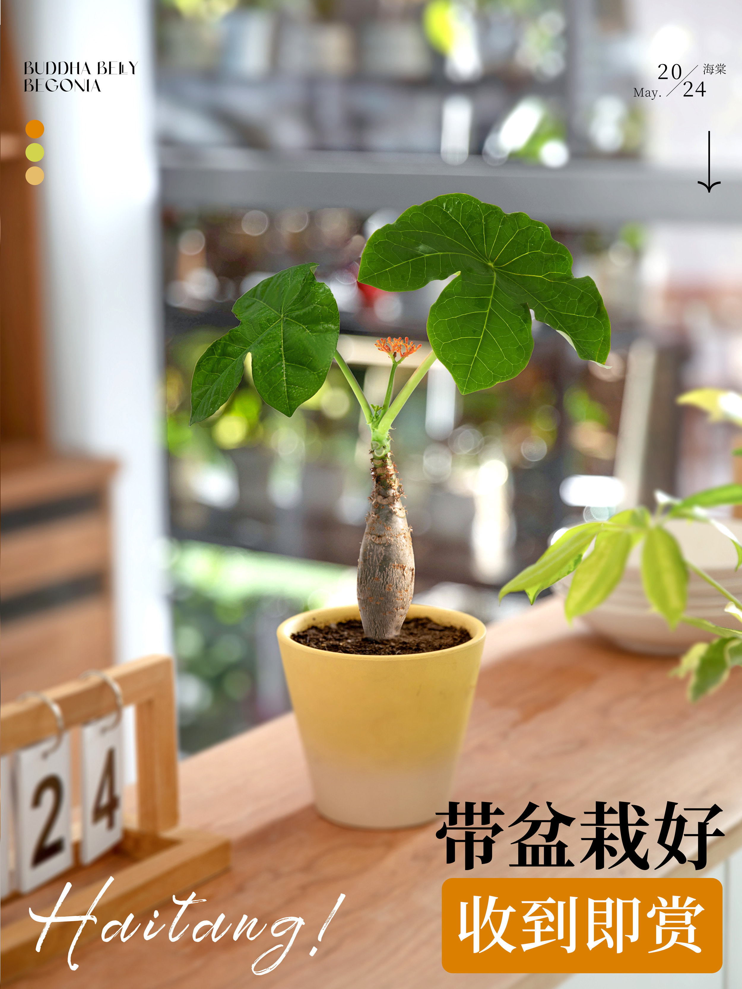 佛肚海棠老桩盆景办公室内桌面绿植耐热耐旱观叶植物四季开花卉度