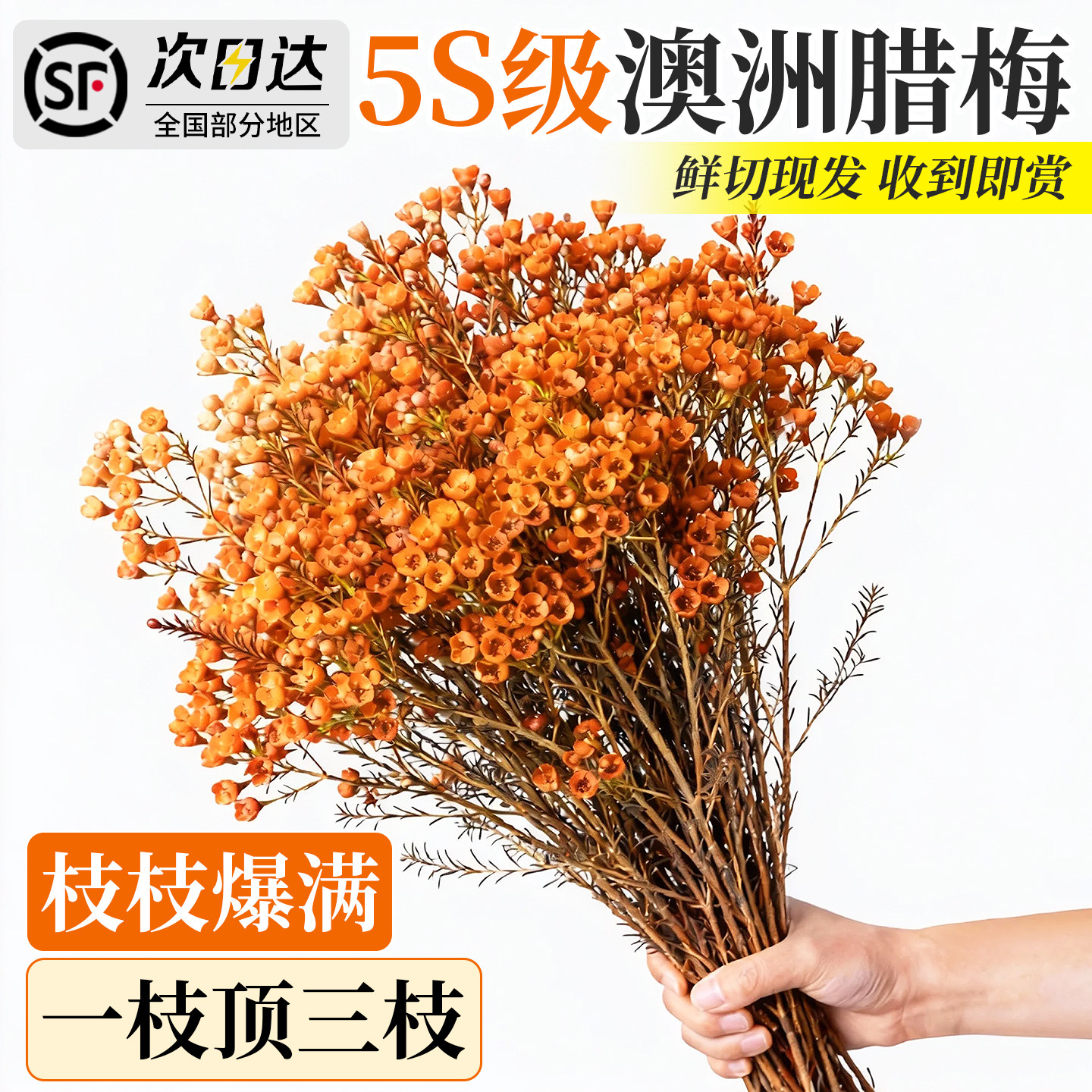 澳洲腊梅鲜花四季水培室内植物好养云南基地直发花瓶摆件客厅插花,鲜花速递/花卉仿真/绿植园艺,花材,淘宝优惠券,粉丝福利购,淘宝优惠卷