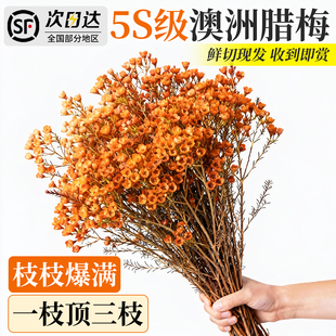 澳洲腊梅鲜花四季水培室内植物好养云南基地直发花瓶摆件客厅插花