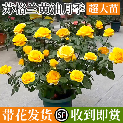 黄玫瑰月季四季花苗开花特大花卉