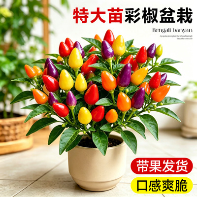 【带果发】七彩椒盆栽美观可食用
