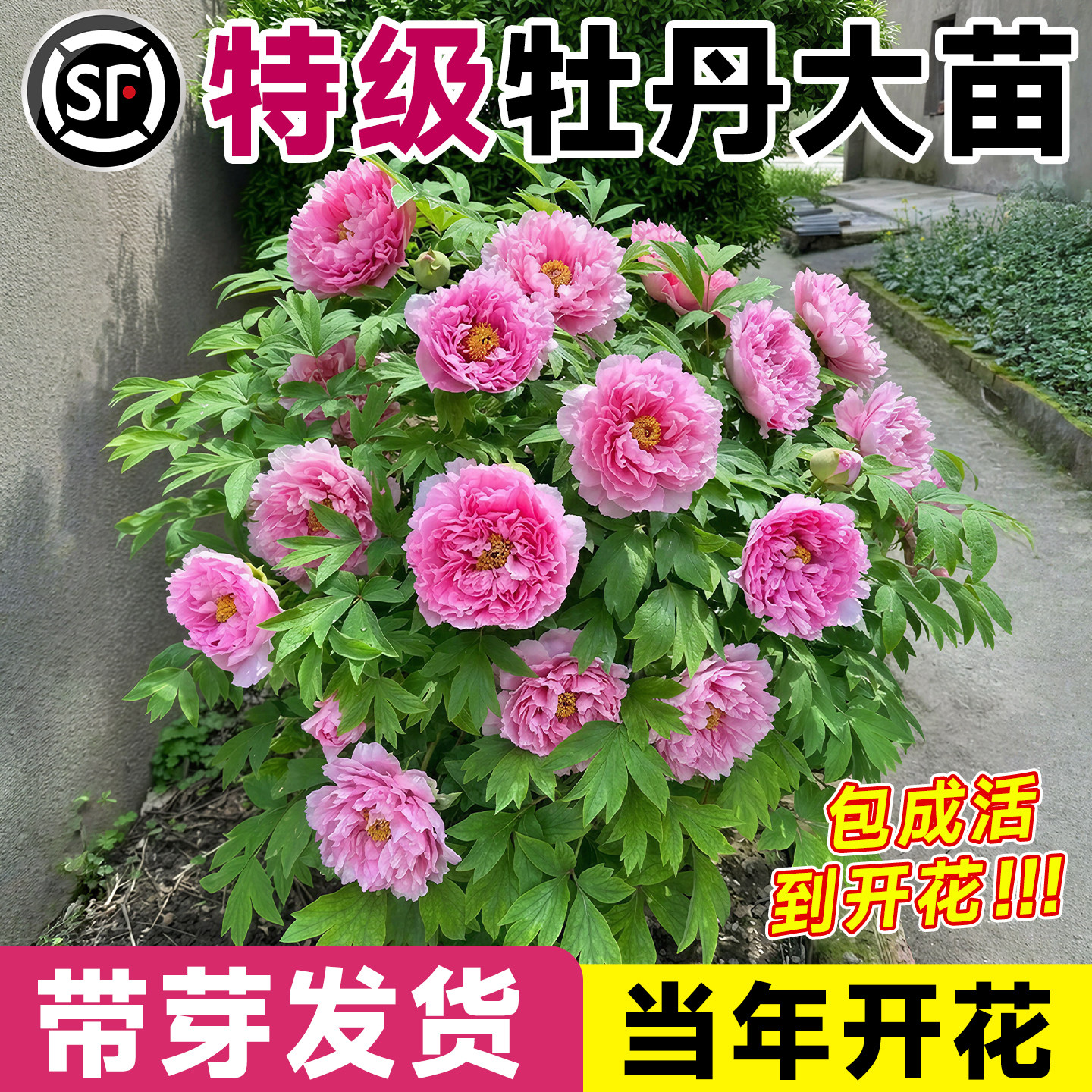 正宗洛阳牡丹花树苗盆栽带花苞名贵鲜花老桩花卉绿植四季好养菏泽,鲜花速递/花卉仿真/绿植园艺,时令草本花卉,淘宝优惠券,粉丝福利购,淘宝优惠卷