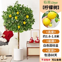 [Не дефолиирует и нежизнеспособен] Лимонное дерево класса А в белом цилиндрическом горшке высотой около 1,7-1,9 метра [Много ветвей и много результатов] Бесплатный шелк кокосовой пальмы + поднос + удобрение