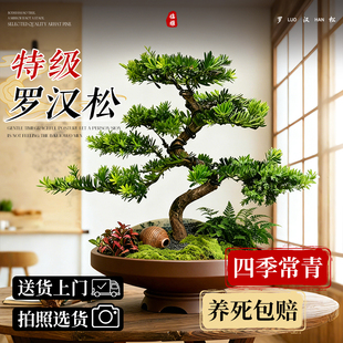 正宗罗汉松盆景老桩大树庭院造型树苗金钻迎客松室内桌面四季好养