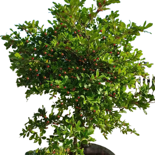 神秘果果树果苗盆栽云南神秘果鲜果干变味果四季阳台庭院盆栽地栽