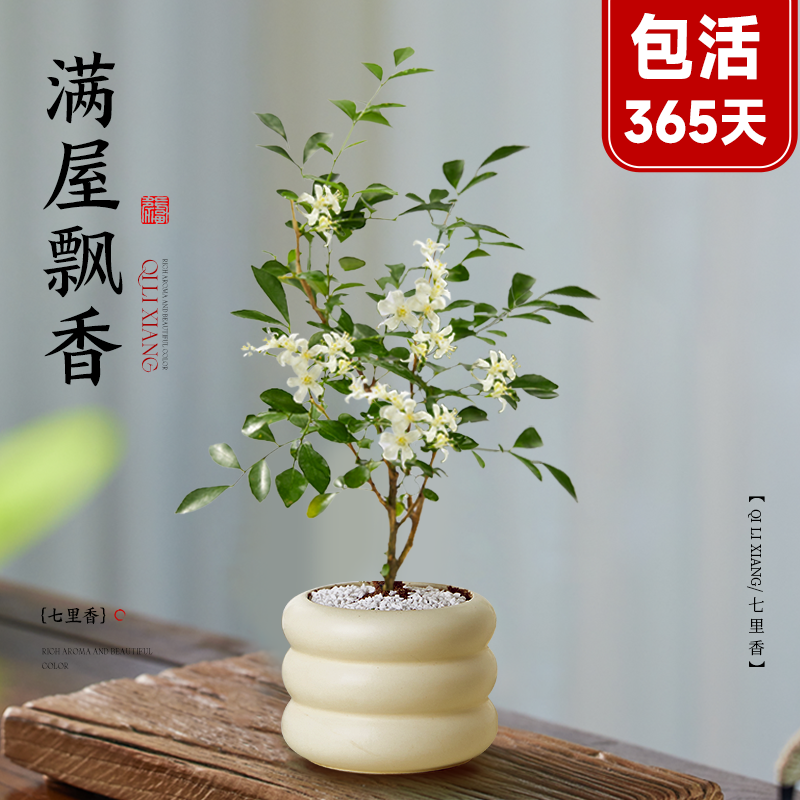 精品七里香小盆栽九里香水培植物