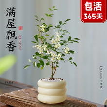 开花水培植物办公室客厅桌面绿植好养活 七里香盆景九里香盆栽四季