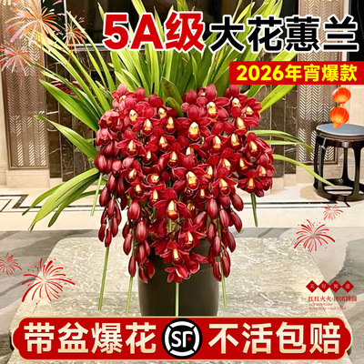 A级大花蕙兰豪华版带盆带花