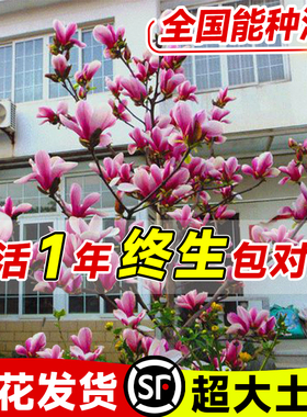 玉兰花树苗带花苞盆栽适合家门口种的大树庭院耐寒紫白广玉兰花卉