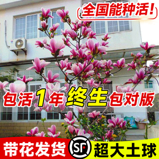 玉兰花树苗盆栽带花苞别墅庭院绿化植物紫白广玉兰大树耐寒花卉苗
