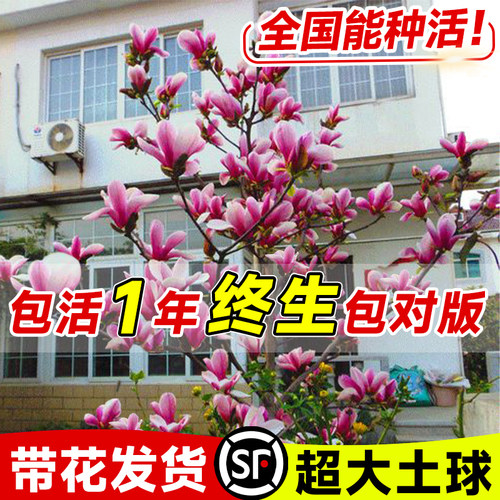 【玉兰花树包活1年终生包对版】