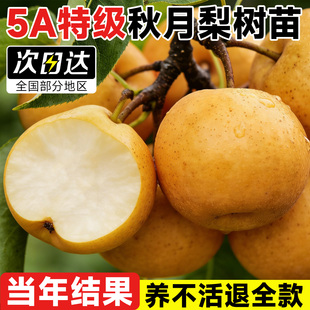 秋月梨树果苗嫁接苗苹果桂花梨当年结果南北方庭院种植盆栽果树沙