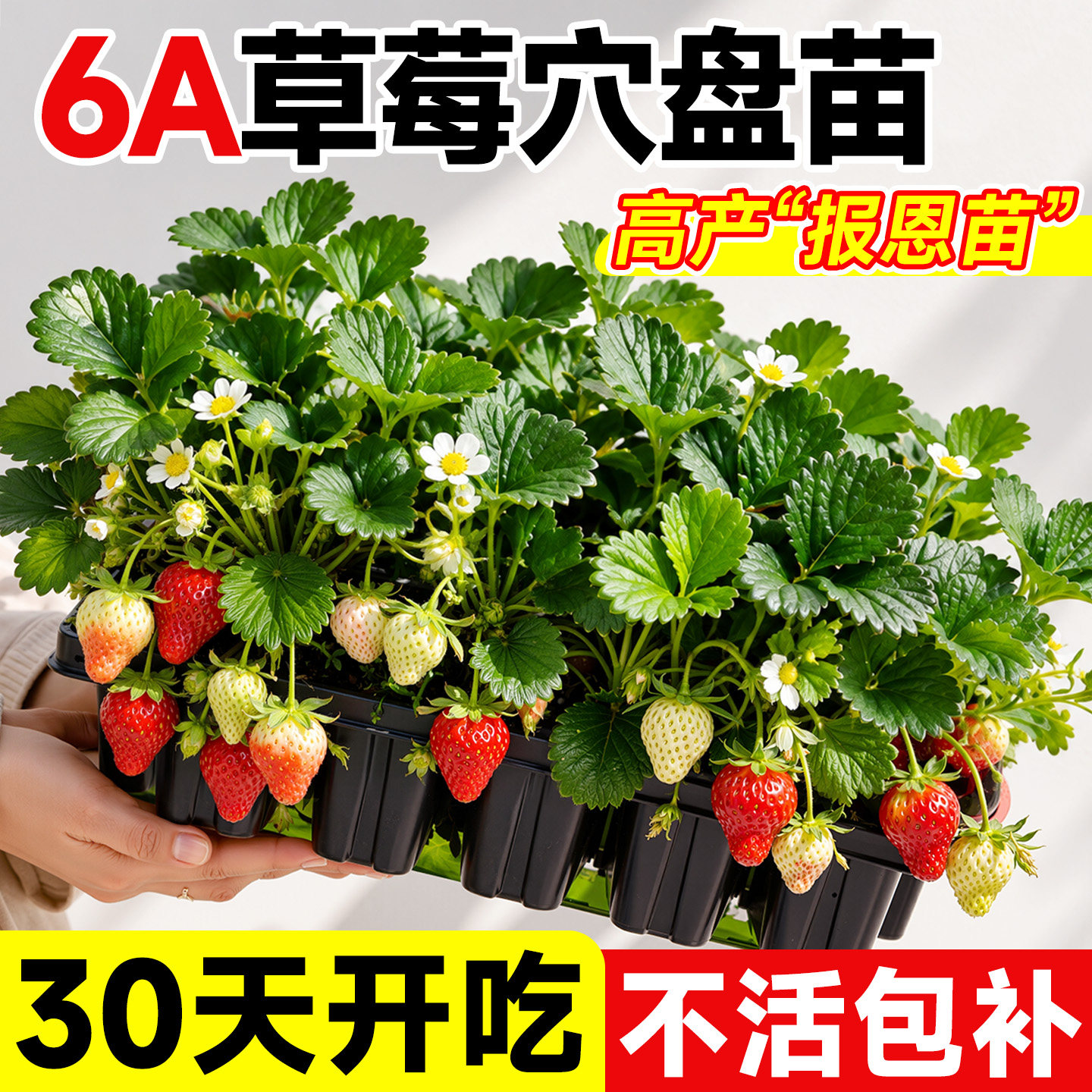 草莓苗秧穴盘苗高产批发四季结果盆栽优质玄玉奶油脱毒草莓苗特大