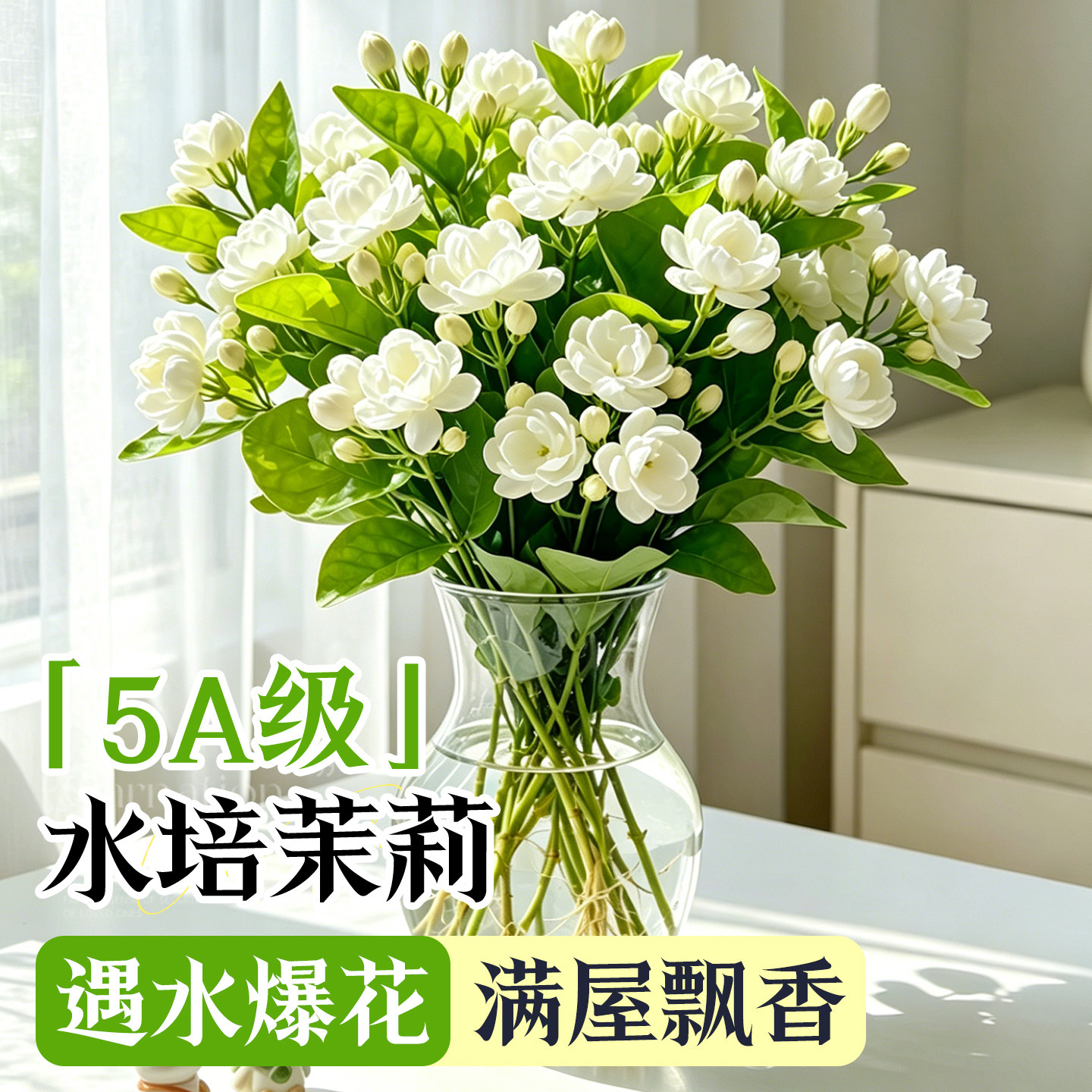 水培茉莉花带花苞花苗四季鲜花开花卉室内办公室桌面水养好养绿植