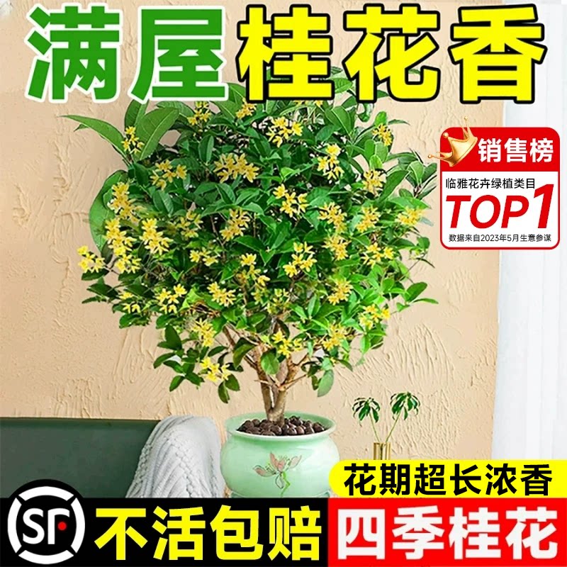 四季桂花月月开花不断满屋飘香图片