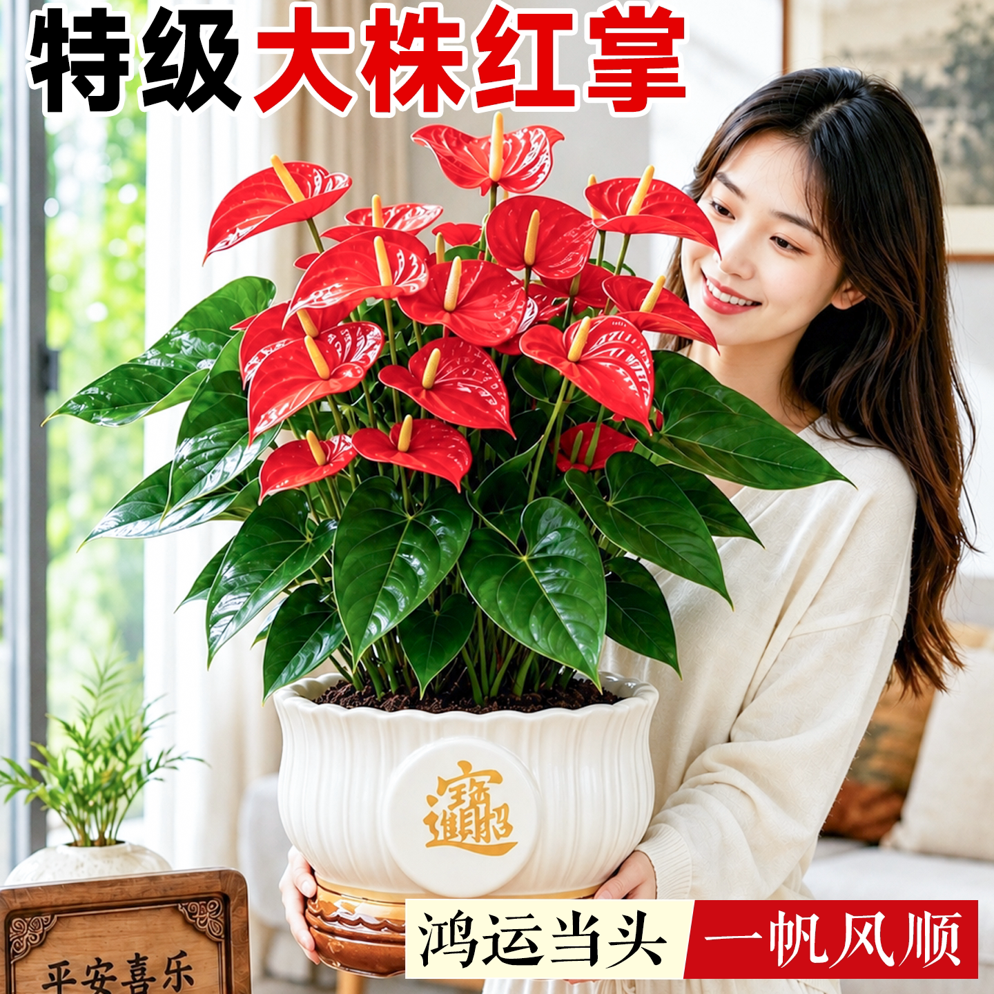 特大号红掌盆栽一帆风顺好养图片