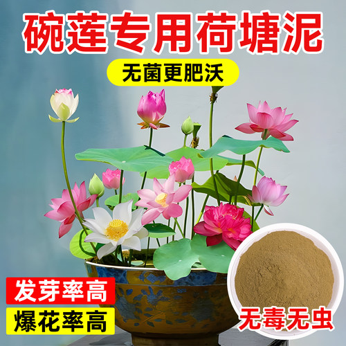 碗莲专用荷塘泥天然营养土生态泥