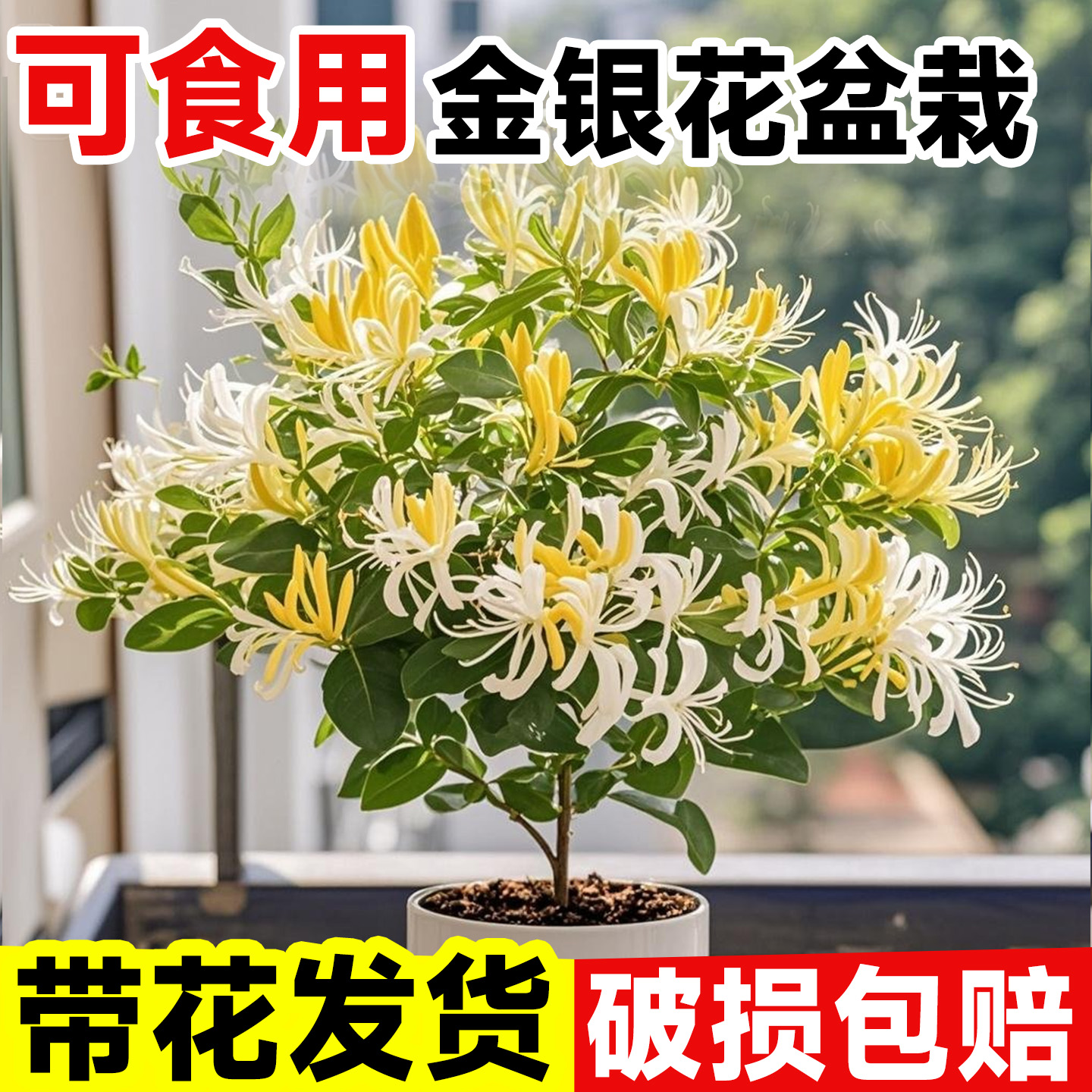 金银花树苗盆栽带花可观赏食用爬藤阳台庭院老桩绿植花卉浓香植物