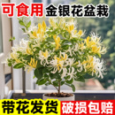 金银花树苗盆栽带花可观赏食用爬藤阳台庭院老桩绿植花卉浓香植物