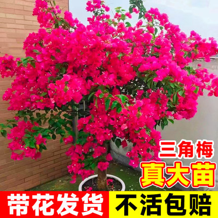 三角梅带花爬藤植物绿苗梅阳台植物室内外四季开花卉