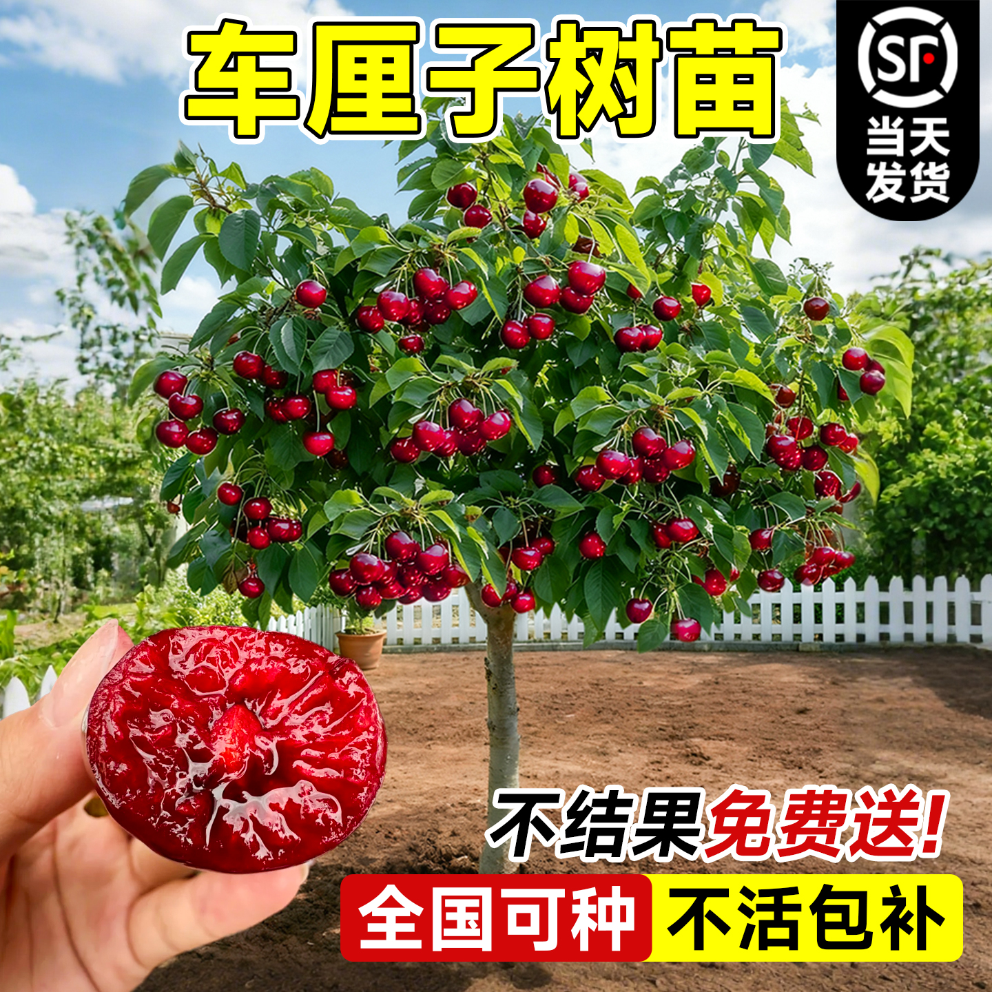 【特级】车厘子树苗正宗樱桃树苗