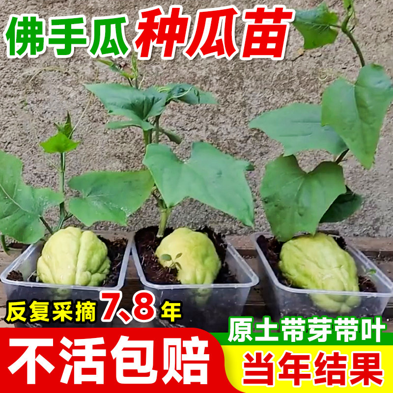 发芽佛手瓜种瓜苗带土种植蔬菜秧苗南北方播种菜种籽子水果扶手瓜_虎窝淘
