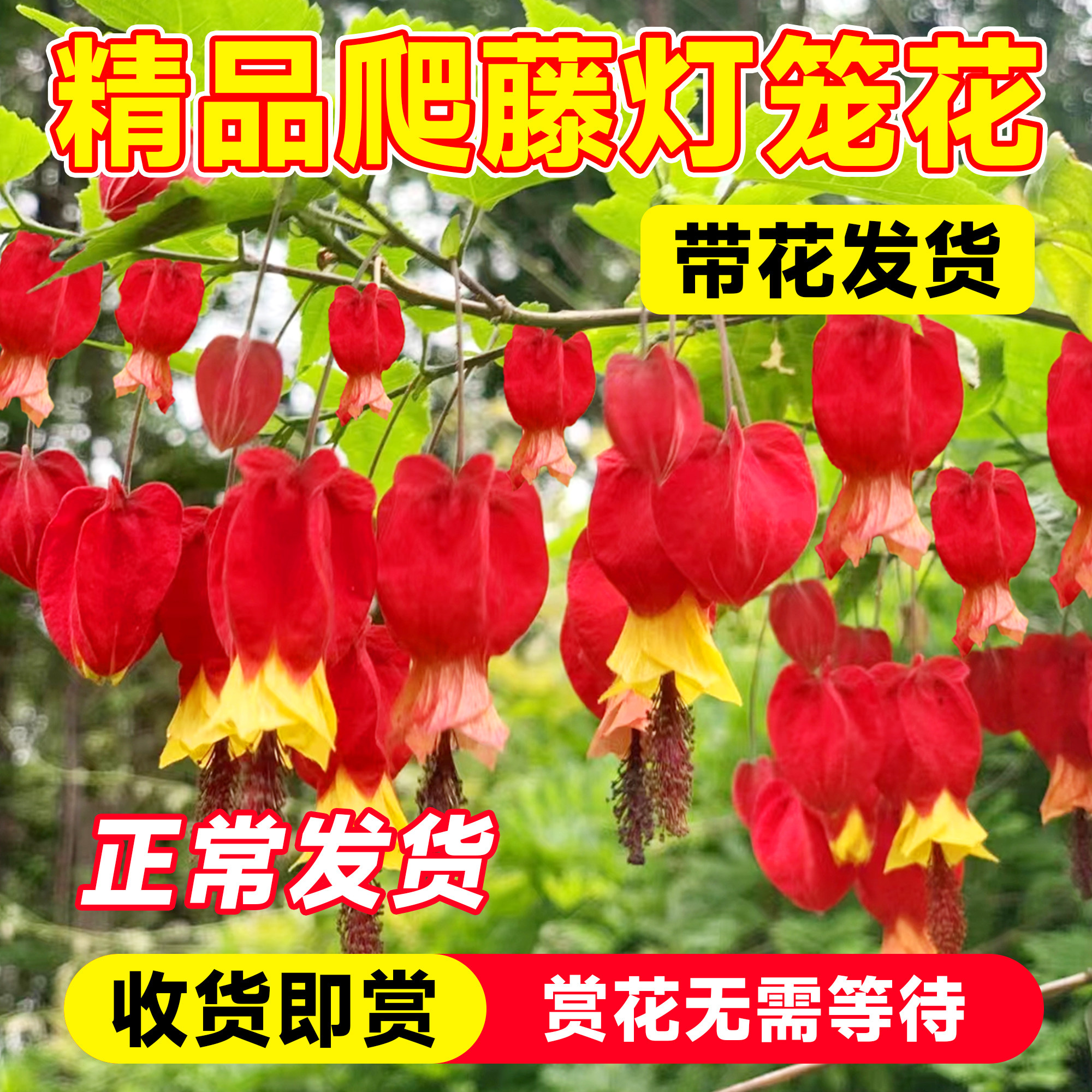 灯笼花盆栽开花苗四季爬藤植物庭院阳台倒挂金钟树苗风铃花卉绿植,鲜花速递/花卉仿真/绿植园艺,时令草本花卉,淘宝优惠券,粉丝福利购,淘宝优惠卷