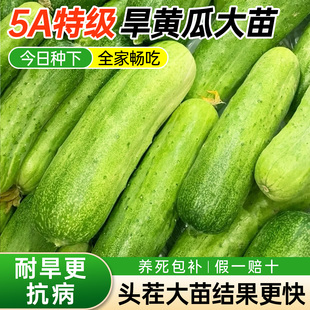 旱黄瓜苗秧嫁接秧苗水果高产带土菜苗老品种蔬菜四季阳台种苗盆栽