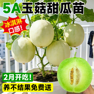 玉菇甜瓜苗秧香瓜种籽秧苗羊角蜜绿宝石嫁接香瓜苗阳台盆栽蔬菜苗