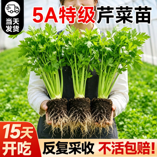 5A特级芹菜苗秧15天开吃不活包赔