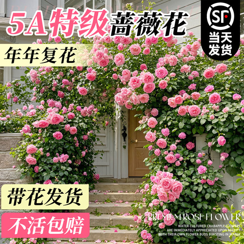 5A特级蔷薇花苗带花发货不活包赔