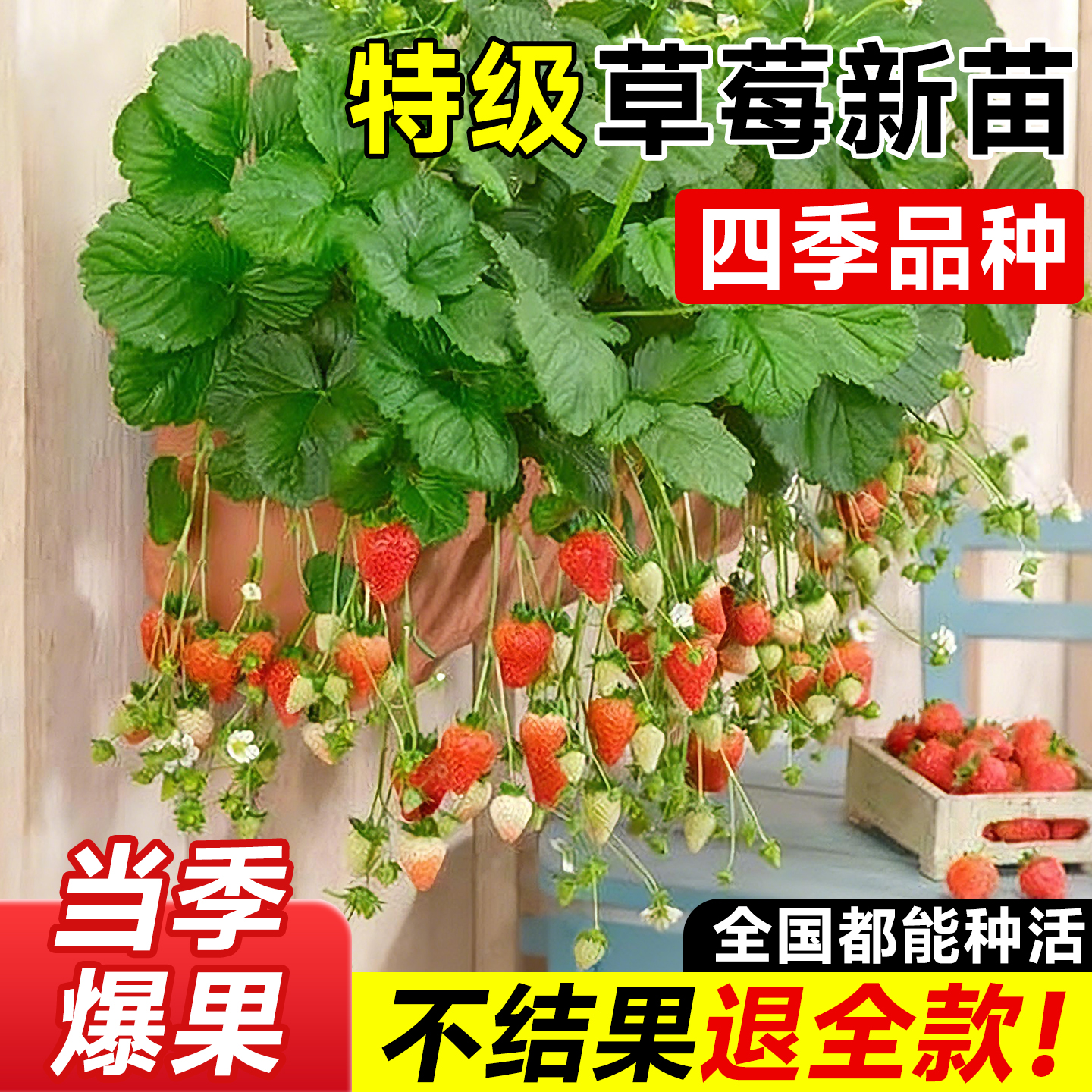 奶油草莓苗盆栽带花带果带土种籽子红颜四季结果阳台种植新苗苗秧