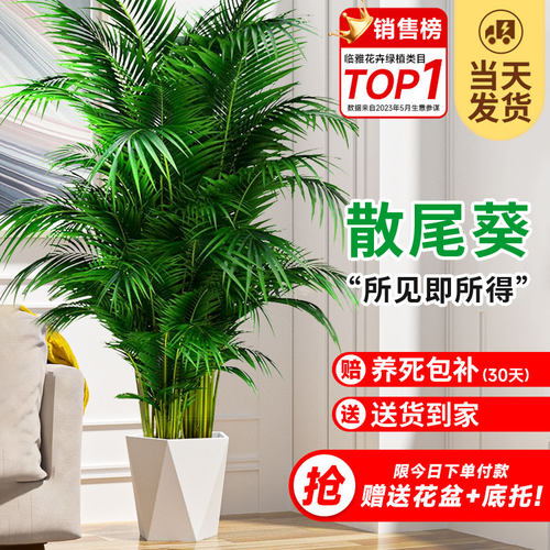 散尾葵室内大型绿植盆栽四季常青