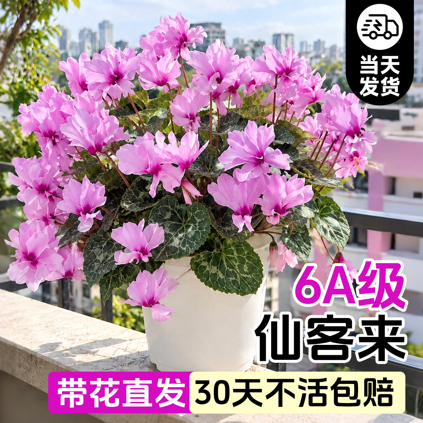 仙客来盆栽带花重瓣特大号桌面四季苗室内绿植懒人适合养的花植物