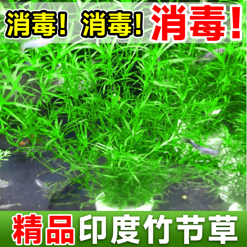 印度小竹节竹节草真水草水族箱鱼缸造景观赏新手懒人阴性水草繁殖,宠物/宠物食品及用品,水草,淘宝优惠券,粉丝福利购,淘宝优惠卷