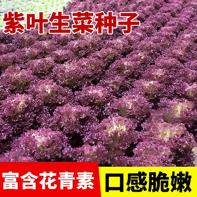 紫叶生菜种籽四季阳台种植蔬菜