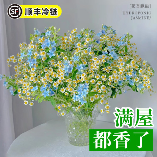 插花搭配洋甘菊鲜花云南直发顺丰