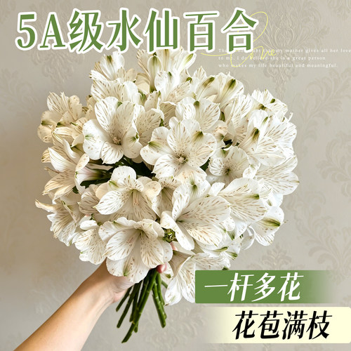 临雅水仙百合花鲜切花云南直发