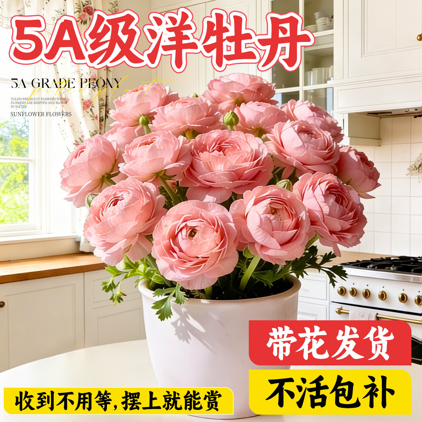 洋牡丹盆栽带花苞蝴蝶花苗毛茛种球花卉四季鲜花开花阳台室内绿植,鲜花速递/花卉仿真/绿植园艺,时令草本花卉,淘宝优惠券,粉丝福利购,淘宝优惠卷