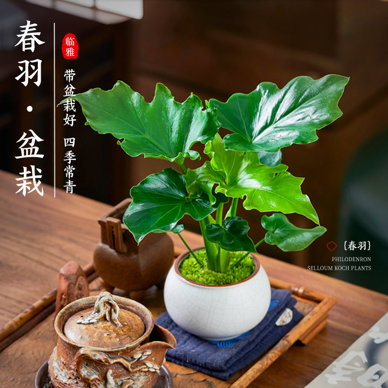 春羽盆栽植物室内客厅桌面绿植好养活四季常青阳台龙鳞小天使盆景